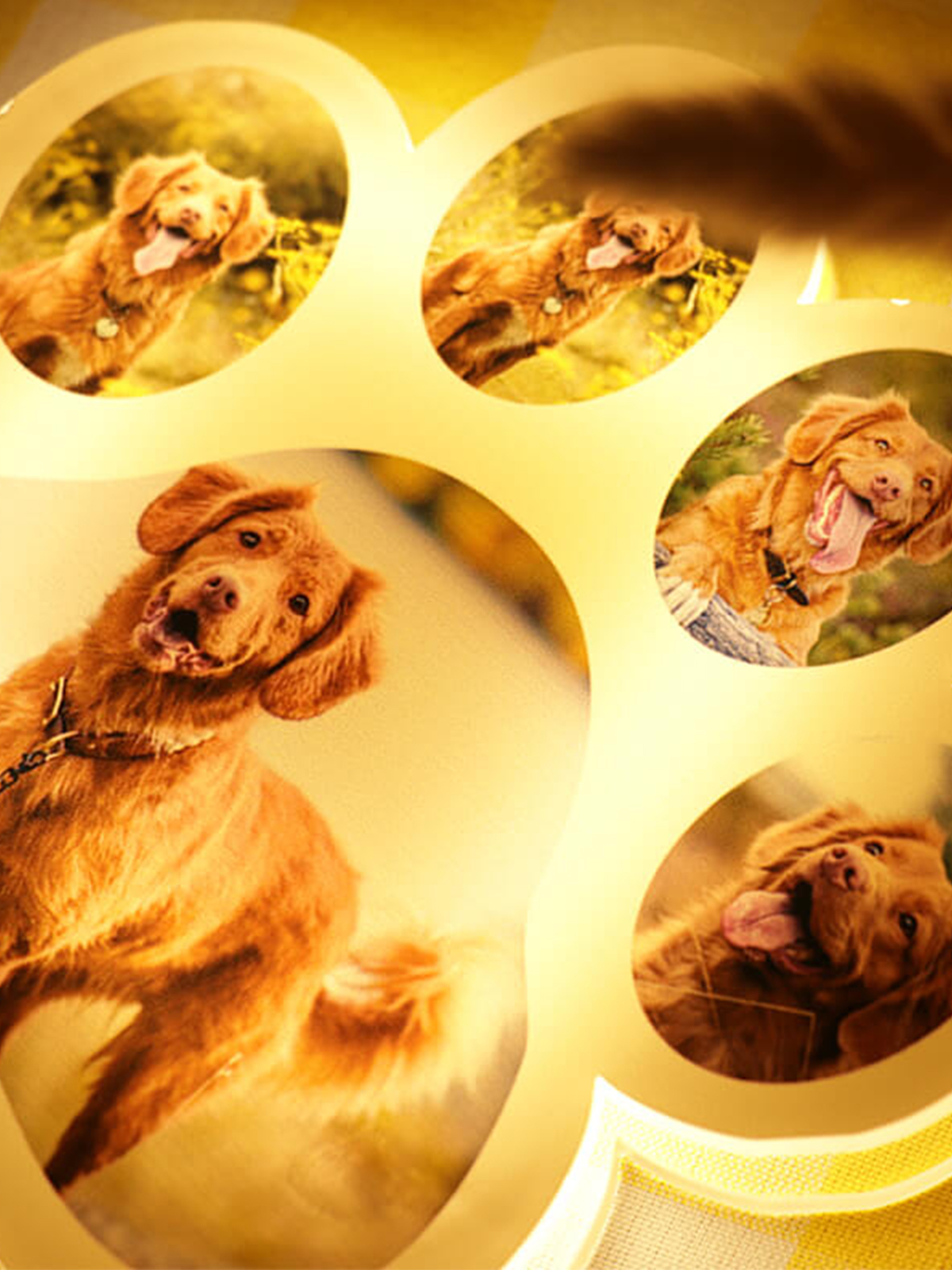 Custom Dog Paw Photo Light